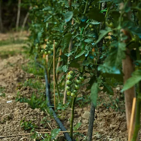 Vakantieboerderij Antico Giuncheto