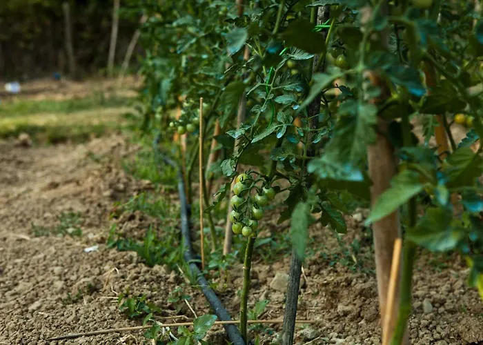 Farm stay Antico Giuncheto